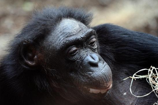 Bonobo Zoo Frankfurt am Main 2012