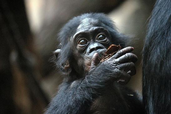 Bonobo Zoo Frankfurt am Main 2012