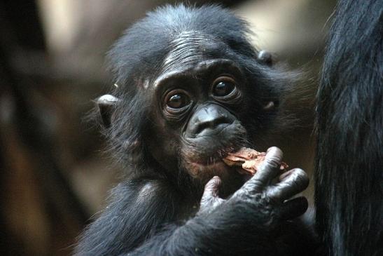 Bonobo Zoo Frankfurt am Main 2012