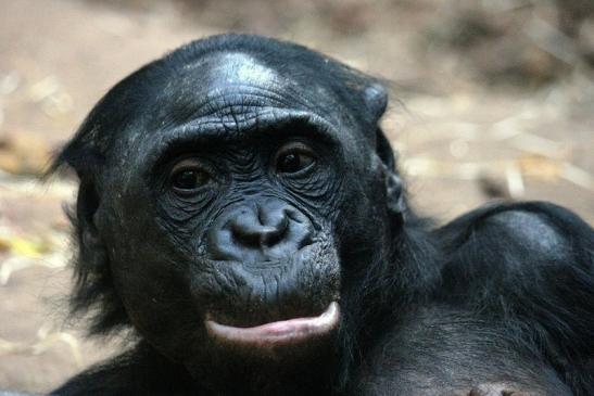 Bonobo Zoo Frankfurt am Main 2012