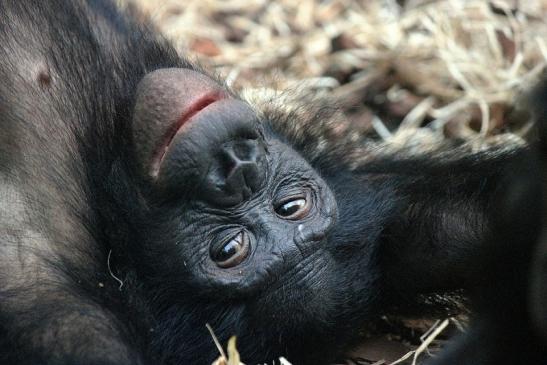 Bonobo Zoo Frankfurt am Main 2012