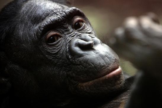 Bonobo Zoo Frankfurt am Main 2012