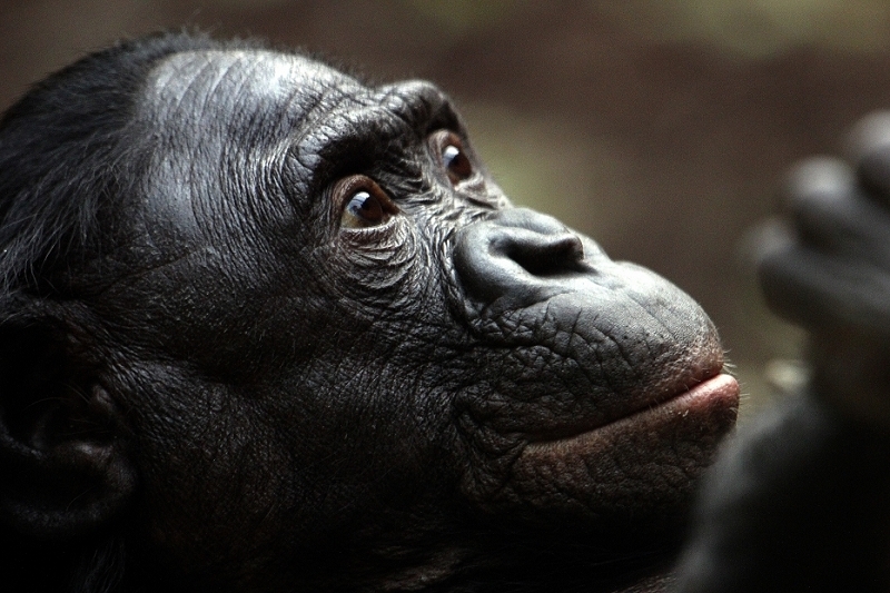 Bonobo Zoo Frankfurt am Main 2012