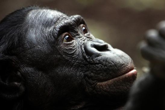 Bonobo Zoo Frankfurt am Main 2012