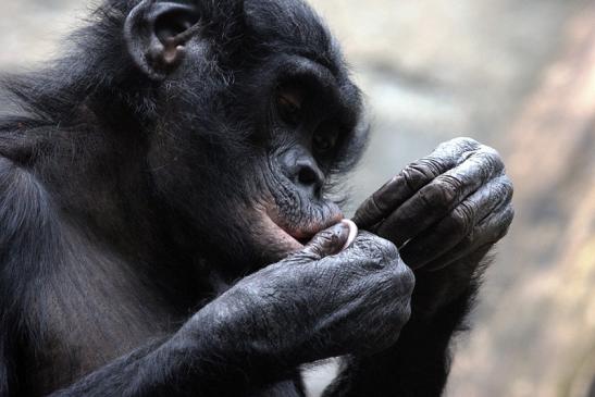 Bonobo Zoo Frankfurt am Main 2012