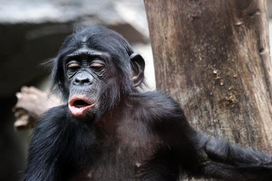 Bonobo Zoo Frankfurt am Main 2012