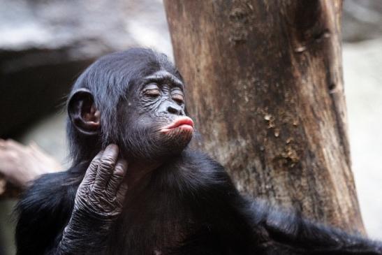 Bonobo Zoo Frankfurt am Main 2012