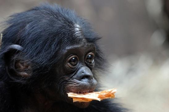 Bonobo Zoo Frankfurt am Main 2012