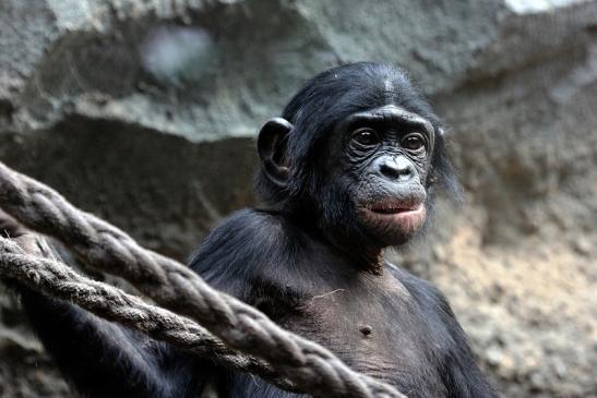 Bonobo Zoo Frankfurt am Main 2012