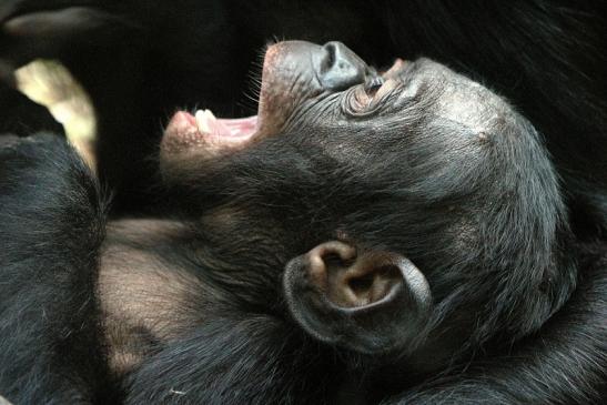 Bonobo Zoo Frankfurt am Main 2012