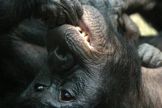 Bonobo Zoo Frankfurt am Main 2012