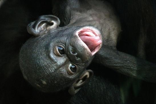 Bonobo Zoo Frankfurt am Main 2013