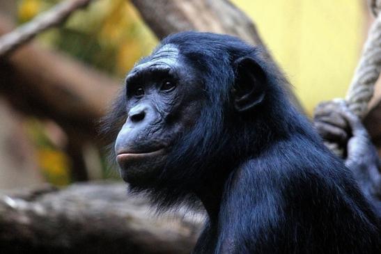 Bonobo Zoo Frankfurt am Main 2013