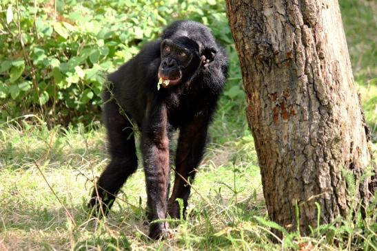 Bonobo Zoo Frankfurt am Main 2014