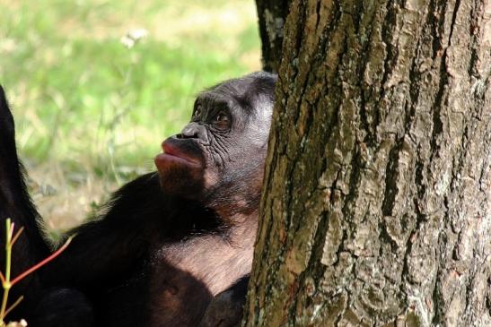 Bonobo Zoo Frankfurt am Main 2014