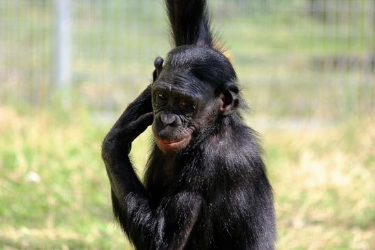 Bonobo Zoo Frankfurt am Main 2014