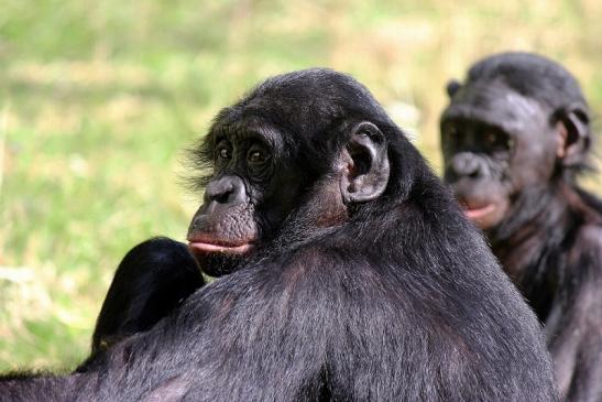 Bonobo Zoo Frankfurt am Main 2014