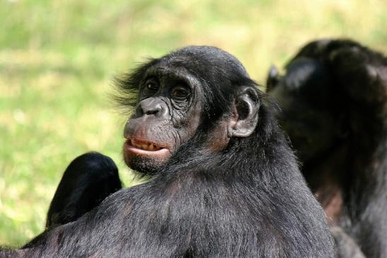 Bonobo Zoo Frankfurt am Main 2014