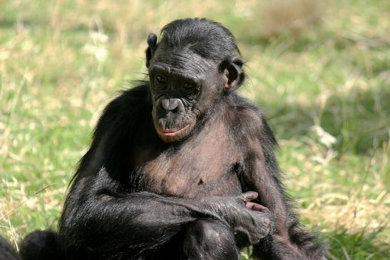 Bonobo Zoo Frankfurt am Main 2014