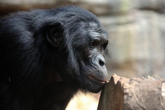 Bonobo Zoo Frankfurt am Main 2014