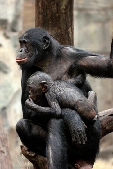 Bonobo Zoo Frankfurt am Main 2014