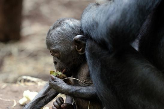 Bonobo Zoo Frankfurt am Main 2014