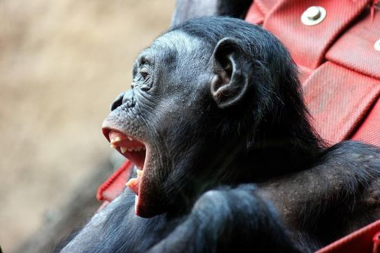 Bonobo Zoo Frankfurt am Main 2014