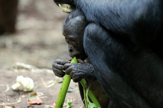 Bonobo Zoo Frankfurt am Main 2014