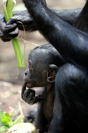 Bonobo Zoo Frankfurt am Main 2014