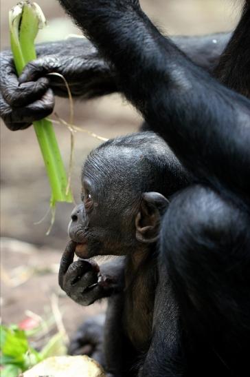 Bonobo Zoo Frankfurt am Main 2014