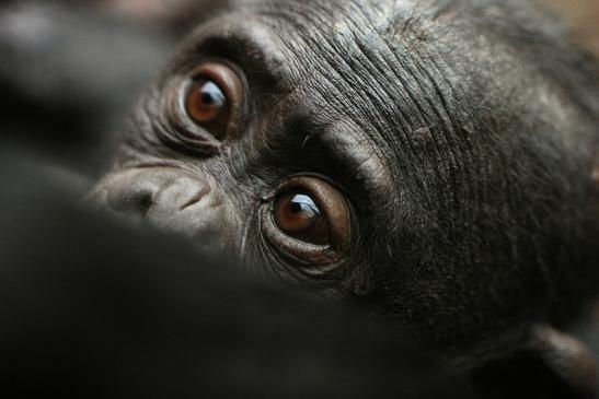 Bonobo Zoo Frankfurt am Main 2014