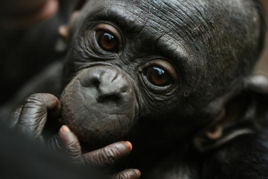 Bonobo Zoo Frankfurt am Main 2014