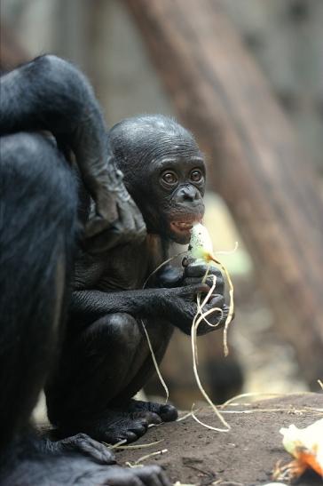 Bonobo Zoo Frankfurt am Main 2014