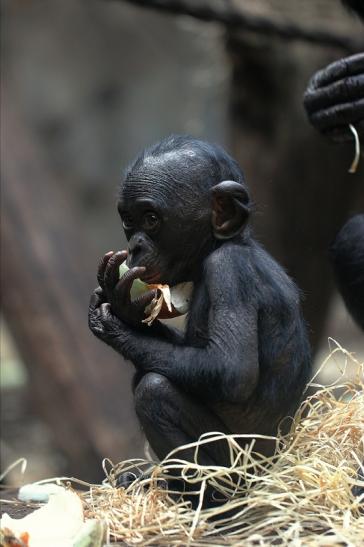 Bonobo Zoo Frankfurt am Main 2014