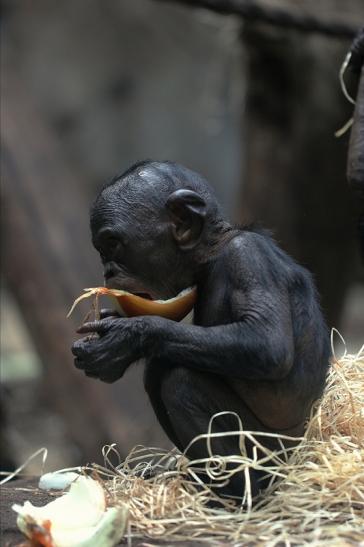 Bonobo Zoo Frankfurt am Main 2014