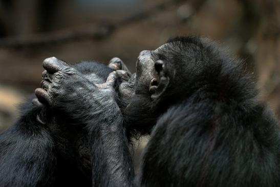 Bonobo Zoo Frankfurt am Main 2014