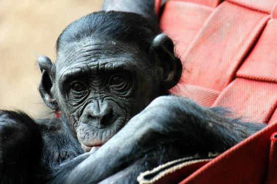 Bonobo Zoo Frankfurt am Main 2014