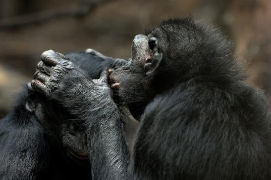 Bonobo Zoo Frankfurt am Main 2014