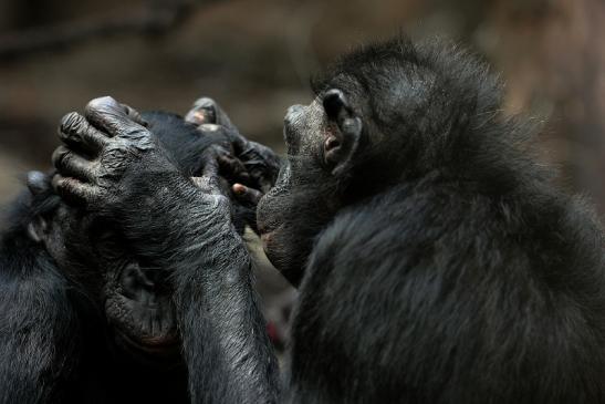 Bonobo Zoo Frankfurt am Main 2014