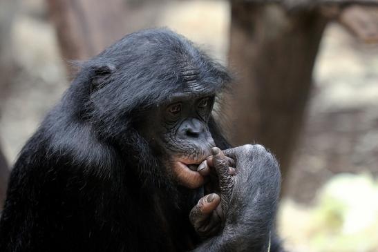 Bonobo Zoo Frankfurt am Main 2014