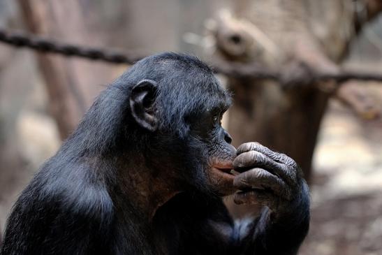 Bonobo Zoo Frankfurt am Main 2014