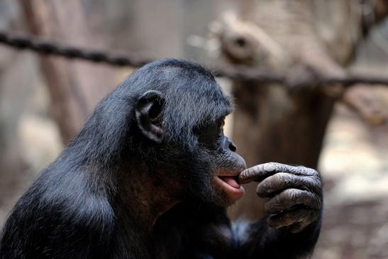 Bonobo Zoo Frankfurt am Main 2014