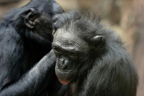 Bonobo Zoo Frankfurt am Main 2014