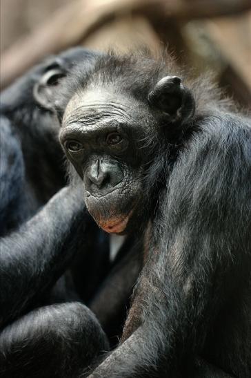 Bonobo Zoo Frankfurt am Main 2014