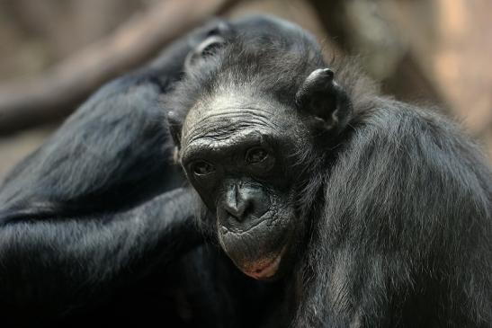 Bonobo Zoo Frankfurt am Main 2014