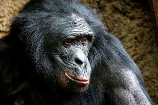 Bonobo Zoo Frankfurt am Main 2014