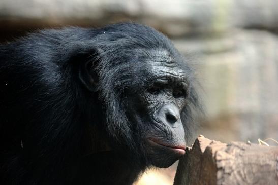 Bonobo Zoo Frankfurt am Main 2014