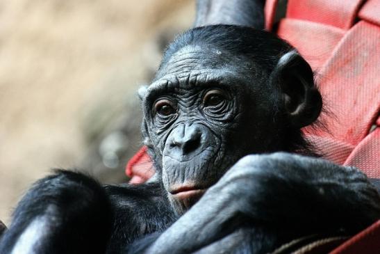 Bonobo Zoo Frankfurt am Main 2014