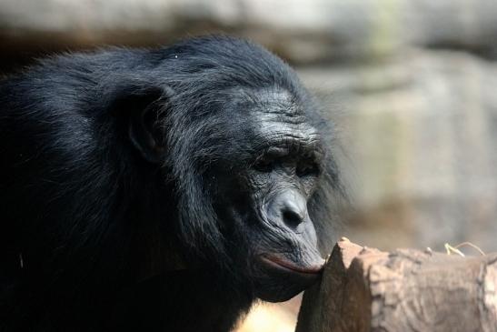 Bonobo Zoo Frankfurt am Main 2014