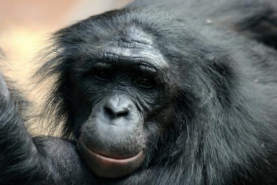 Bonobo Zoo Frankfurt am Main 2014